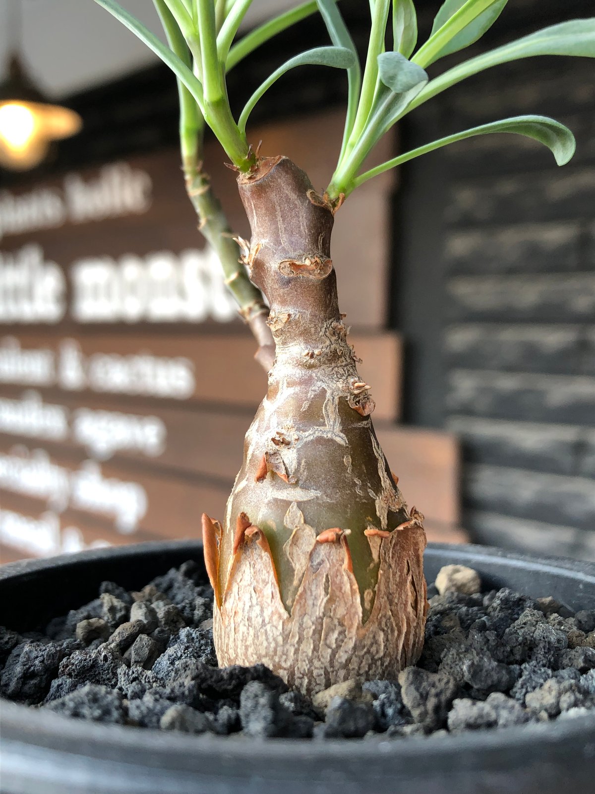 希少 コレクション株 オトンナ パキポダ othonna pachypoda《M size》※激希少‼︎現地球株発根済※とびきりほって