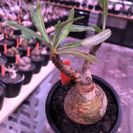 pachypodium  gracilius《大きめS size》球体樹形※現地球発根済株※店主国内管理2年株※特化した表皮柄＆株元まん丸樹形なかわいいグラキ※mad black pot植え