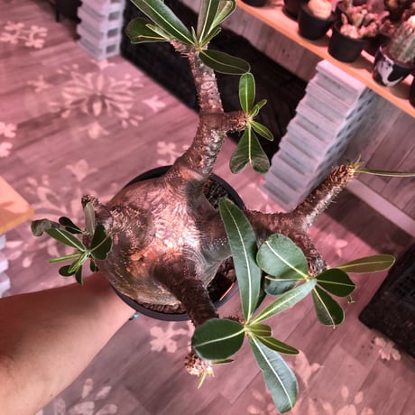packypodium  gracilius《L size》※現地球発根済株※店主国内管理5年株※極めてぼってり樹形に枝振りbalanceも最高株な管理も長き選抜安心株※mad black pot植え