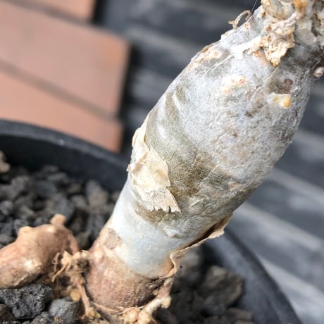 sesamothamnus rivae《小さめM size》※現地球株発根済※小振り現地球株は逆に珍しく白く美しくも味深き表皮のメクれが堪らなく枝振りも良き一株※black pot植え