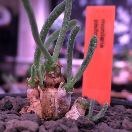 monilaria   pisiformis《SS  size》※現地球発根済株※モニラリア属　（最上位激希少種）※冬型caudex‼︎   ※mad black bowl pot植え