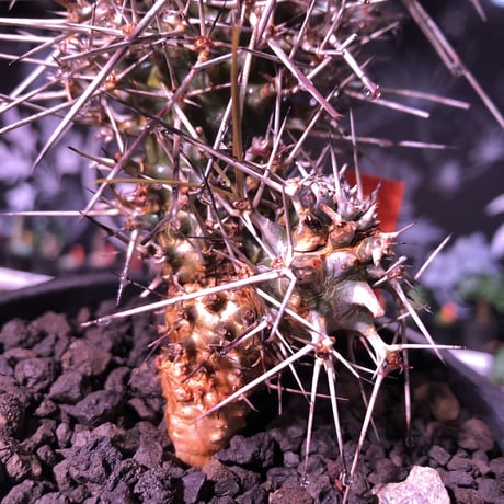 didierea  madagascariensis《M size》Ｗ-he'd株（二分頭）※激希少株※シルバーの棘に覆われたイカした奴　※mad  black  pot植え