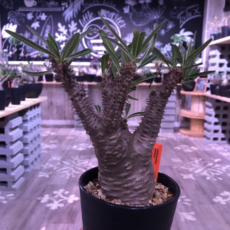 packypodium  gracilius《M size》※現地球株  発根済み株‼︎  丸めor良型株（限定12株）