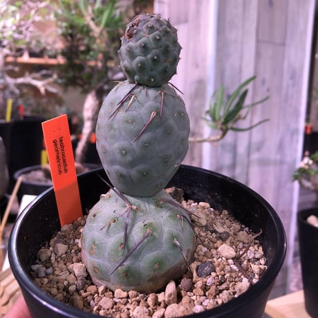 tephrocactus   geometricus《M size》水色肌の可愛い球体