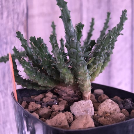 euphorbia     gorgonis《M size》