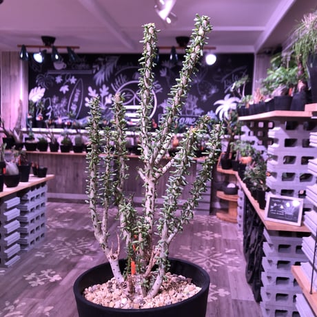 ceraria   namaquensis《L size》※年々分岐する上、上品且つ大変綺麗なsilver green colorの葉が美しい一株‼︎※限定2株