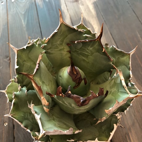 agave     titanota《L  size》