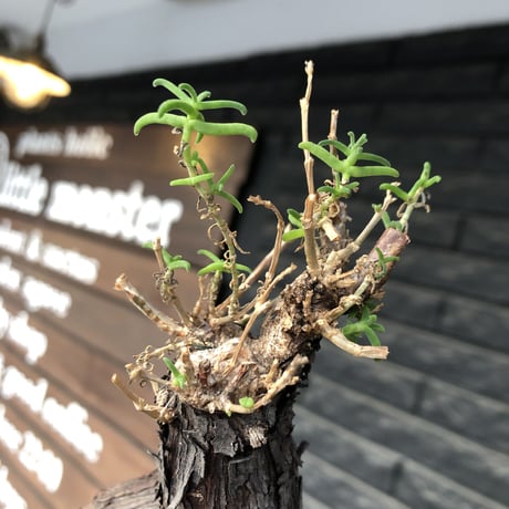 mestoklema tuberosum《大きめM size》※現地球発根後店主国内管理5年株※味深き表皮にバランス良く絶妙な捻くれ樹形の冬動く希少灌木※mad black pot植え