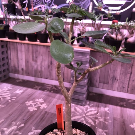 othonna   triplinervia  《M size》※優しい綺麗肌な幹と黄色花が魅力‼︎  ※限定２株