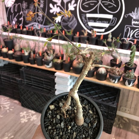 operculicarya decaryi  littmon seed🌱 《3年株》※成長早く感じ育てられる上、幹上がり仕立てのインテリア性高き一株※mad  black  pot植え