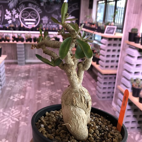 euphorbia   subapoda《L size》