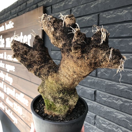 xerophyta  trichophylla《S size》※現地球発根済株※驚愕強靭株※幹太め&限りなくweightはlow‼︎ボコボコ感強きwildな一株※mad black pot植え