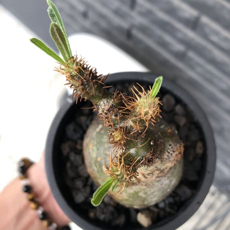 pachypodium gracilius《小さめM size》まん丸球体&一部green肌※現地球発根後店主国内管理1年株※大変球体感強くまん丸で愛くるしい一株※mad black pot植え