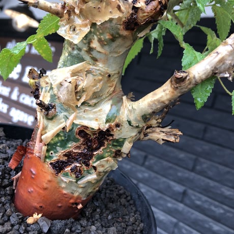 commiphora  africana《L size》※現地球株発根済※美しくbalance良き佇まい※tall pot植え