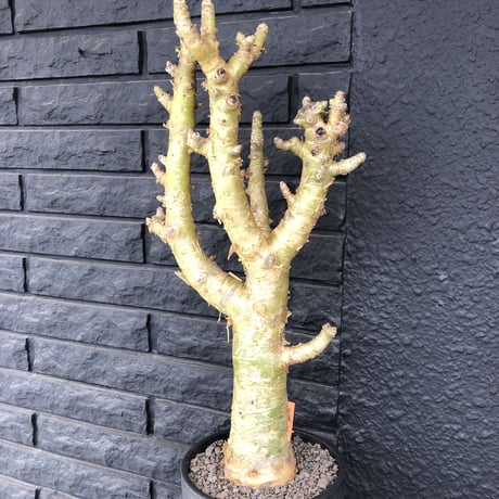 tylecodon  paniculatus《L L size》店主国内管理7年株※唯一無二な極太パニク※激希少big株幅‼︎チレコ最大種の大変オススメ株※mad black bowl pot植え