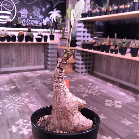 phyllanthus   mirabilis《M size》