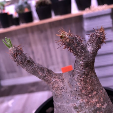packypodium  gracilius 美株 《M size》  現地球  発根済み株   mad black pot植え（限定①株）