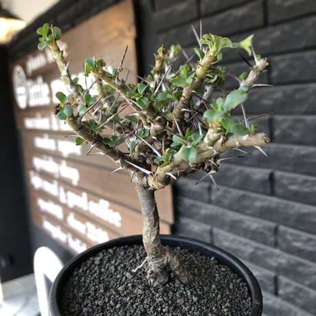 sarcocaulon  vanderietiae《小さめL size》※現地球発根後店主国内管理3年株※希少夏型種‼︎balance良樹形な幹上がり仕立て※mad black bowl pot植え