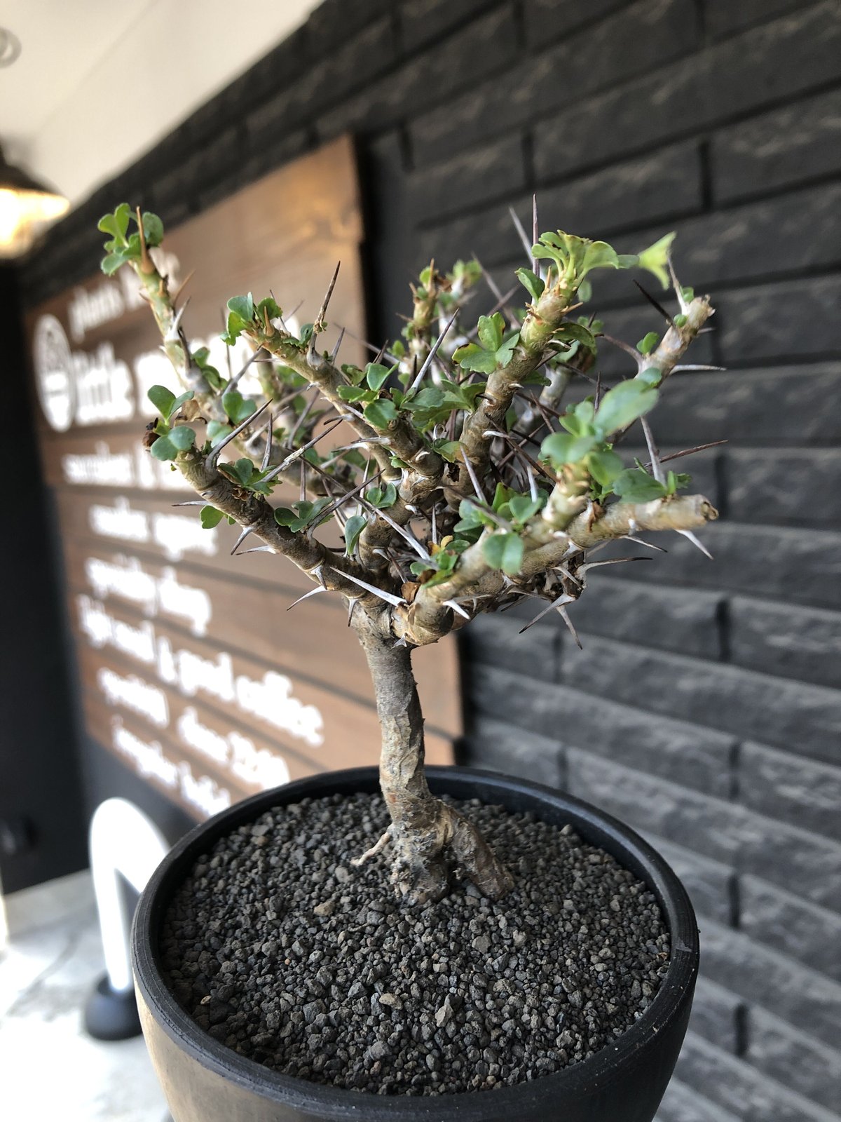 ベアルート サルコカウロン バンデリエティアエ 竜骨扇 美形 発根済み