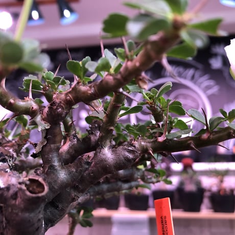 sarcocaulon  vanderietiae《L size》※サルコカウロン 希少夏型  mad  black  pot植え ※店主管理国内４年株