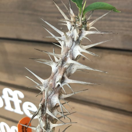 fouquieria  diguetii《M    size》再入荷お知らせ通知分※mad black pot植え