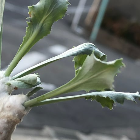 othonna cyclophylla《M size》※現地球株発根済※淡い冬型らしいカラーのギザギザ葉がかわいいシクロフィラ※black pot植え