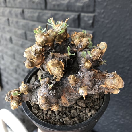 othonna  euphorbioides《L size》black肌※現地球発根後店主国内管理5年株※極太低重心&ボコボコ半端なき枝振りが堪らない良樹形※mad black pot植え