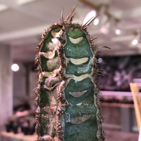 euphorbia    neohumbertii《噴炎竜》