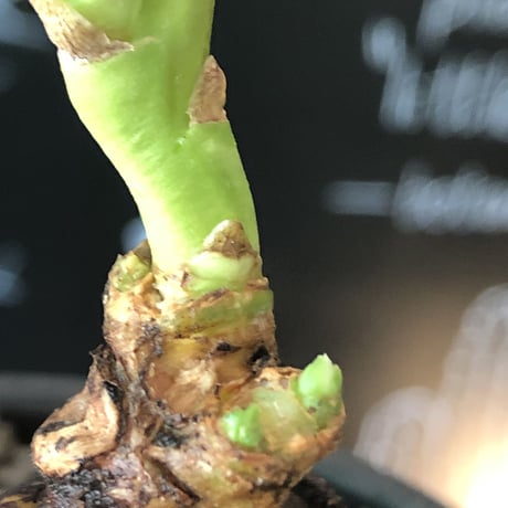 monadenium globosum《L  size 》※現地球発根済株※激希少‼︎黒ツル肌に赤葉が大変美しく白花のcontrastも堪らない渾身の一株※mad black bowl pot植え