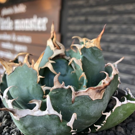 agave titanota  白鯨強棘陽炎bowl type《L size》※現地球株発根済※ウネウネ最高の鋸歯に幅広肉厚ボウルタイプ※black bowl pot植え