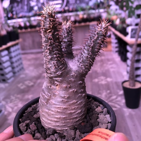 packypodium  gracilius《S  size》※現地球発根済株‼︎※オーソドックスなbalance良きグラキ‼︎※mad black bowl pot植え