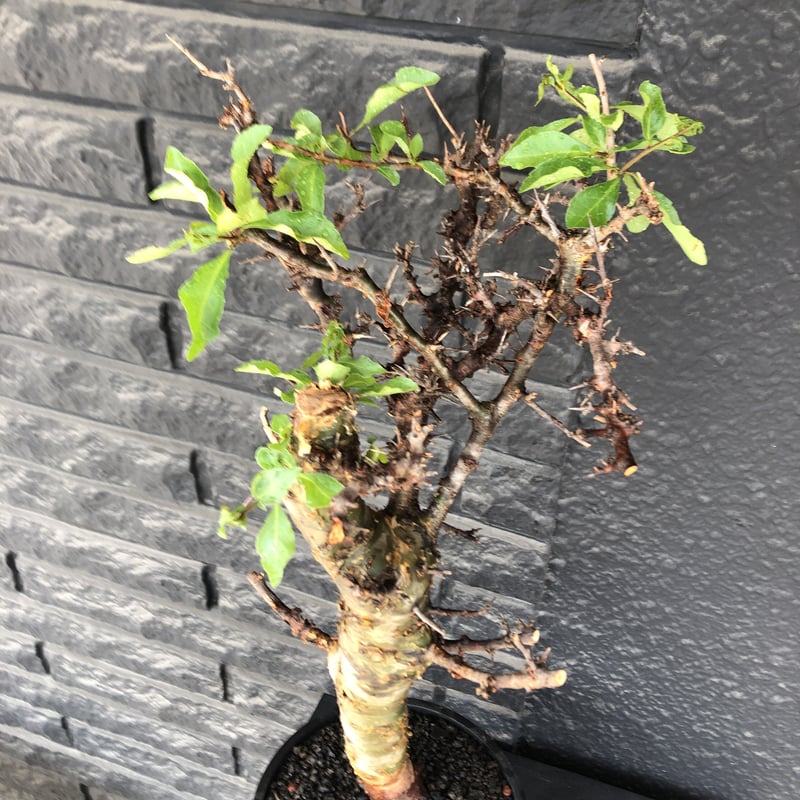 再入荷商品 commiphora eminii《大きめLL size》※現地球発根後店主国内管理4 塊根植物・コーデックス