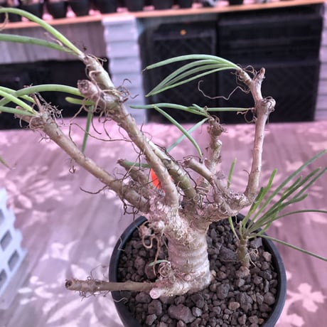othonna protecta《M size》※現地球発根済株※今後輸入が厳しい上中々流通のない南アフリカものプロテクタ‼︎とても美しい塊根植物‼︎※mad black bowl pot植え