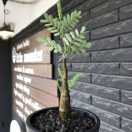 senna  meridionalis《 大きめS size》littmon seed🌱※株元も太く育ち更なる成長が楽しみな良樹形センナ※mad black pot植え