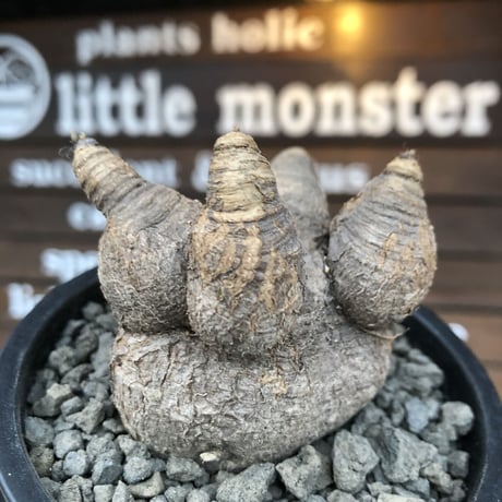euphorbia  primulifolia 《大きめM size》※現地球発根済株※店主国内管理3年株※大変大きめな塊根にweight低き良枝振りなぼってりプリムリ※mad black pot植え