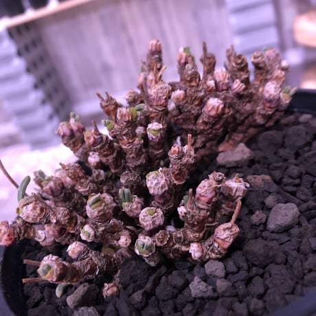 monilaria   pisiformis《M size》激希少群生株   ※冬型caudex‼︎　※浅鉢植え