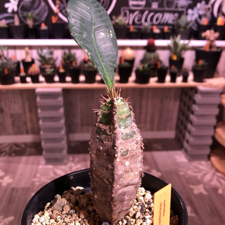 euphorbia    neohumbertii《噴炎竜》M size