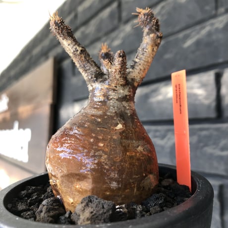 pachypodium gracilius《大きめS size》赤肌株※現地球発根後店主国内管理3年株※赤味も強くぼってり株元な選抜株※mad black pot植え