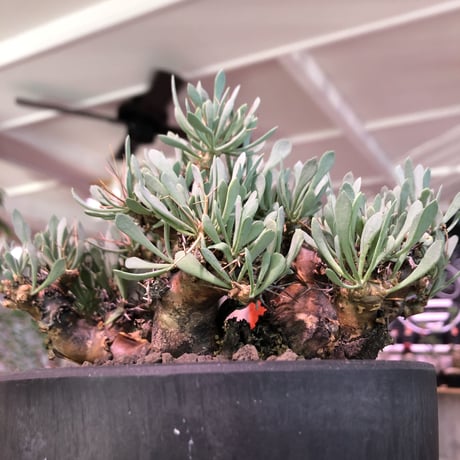 othonna   euphorbioides《L size》black肌※三分頭な最高balance株‼︎ウェイトが下にある堪らない樹形※mad black marble bowl pot植え