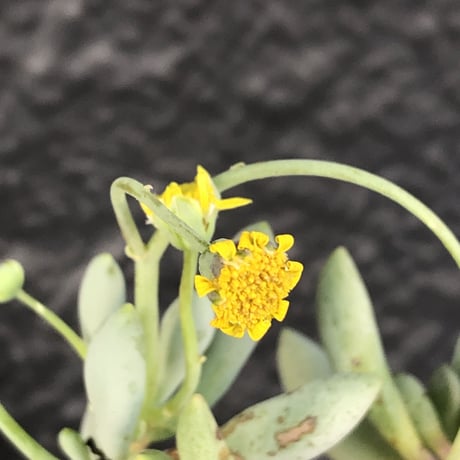 othonna clavifolia《大きめM size》littmon seed🌱※ぷっくり多肉質の葉を展開する冬型の人気者‼︎リトモン実生株※mad black pot植え