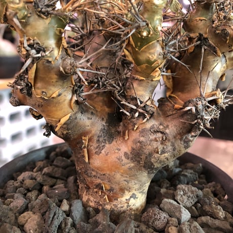 othonna   euphorbioides《L size》※現地球発根済株※どっしり構えの男前‼︎極太幹が堪らない良樹形株※鉄製鉢植え