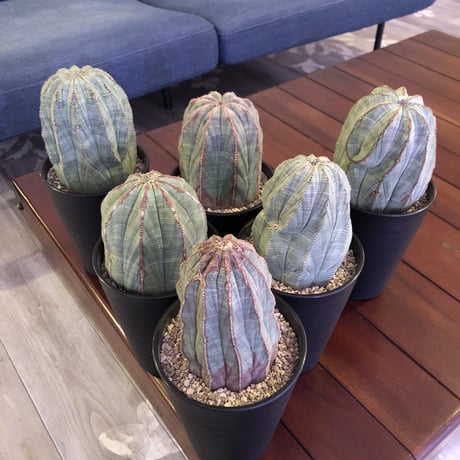euphorbia  obesa《L size》一部木質化した大株オベサ‼︎※限定６株