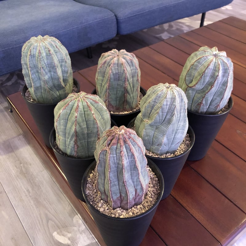 Euphorbia Obesa ユーフォルビア オベサ 木質化 6 www.wecom.mx