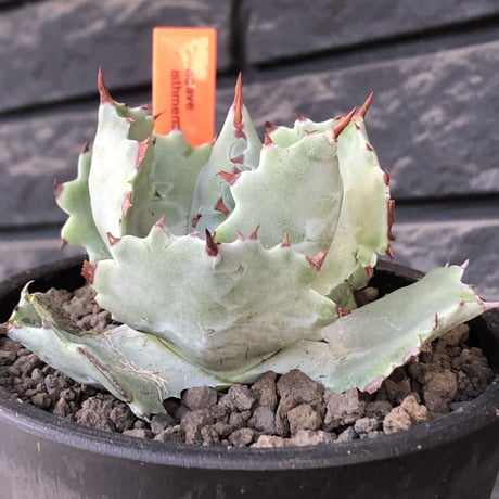 agave  isthmensis《M size》※現地球発根後店主国内管理2年株※weight低く締まり纏まり良き良バランス※mad black pot植え