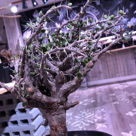 alluaudia    comosa《L size》希少！