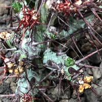 euphorbia aeruginosa《M size》※現地球株発根済※枝振り良く稀なほど整った出立ちバランスでキモカワナな渾身の一株‼︎※black bowl pot植え