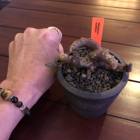 sarcocaulon   multifidum《M size》※枝ぶりbalance良き冬の人気者※mad  black  pot植え