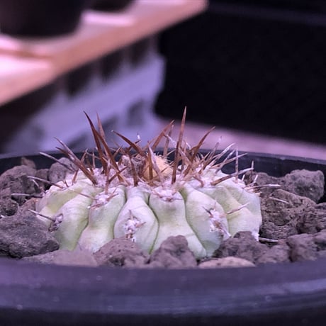 copiapoa  cinerea  var.columna-alba 白棘孤竜丸《大きめS size》激希少※現地球カキ仔自根株※良DNAを継承‼︎より白き孤竜丸※mad black pot植え
