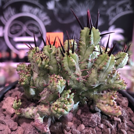 euphorbia enopla《M size》希少モンスト株※鋭い黒棘にこの丈ながらwildな躍動感とweightも低くbalance良きモンスト株‼︎※mad black bowl pot植え