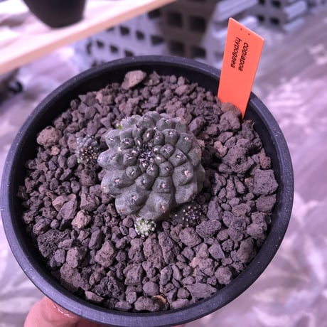 copiapoa   hypogaea《大きめS size》子吹き株※現地球カキ仔自根株※店主国内管理3年株※黒肌に優しい黒棘なwildヒポガエア※mad black  bowl pot植え※No.②